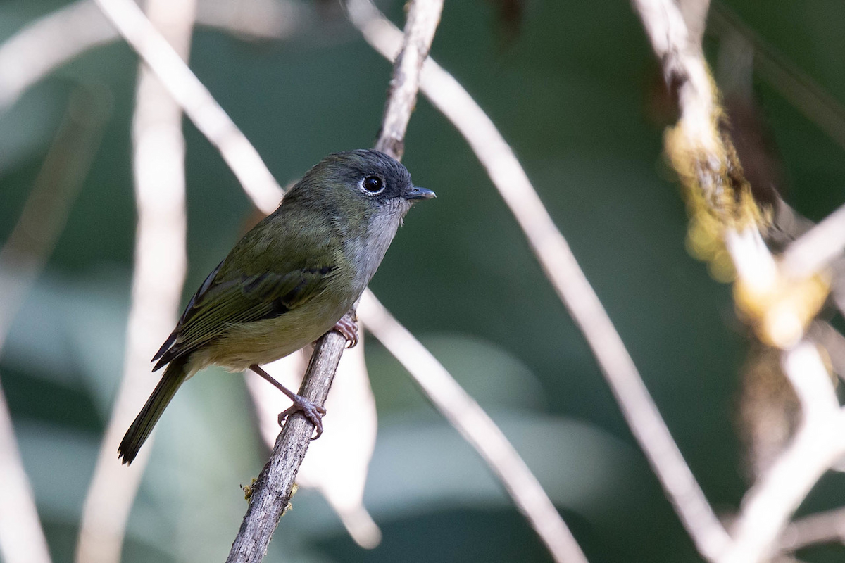 Green Shrike-Babbler - Robert Tizard