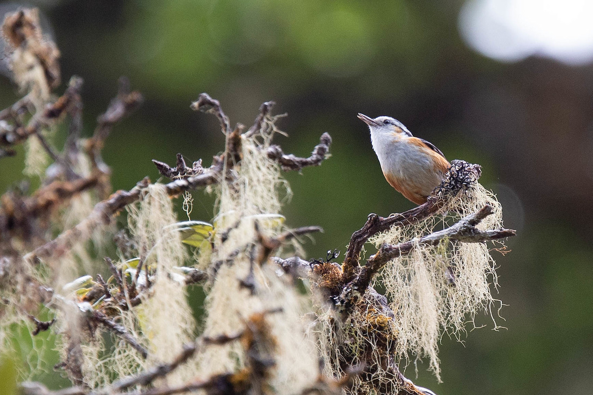 White-browed Nuthatch - ML121803801