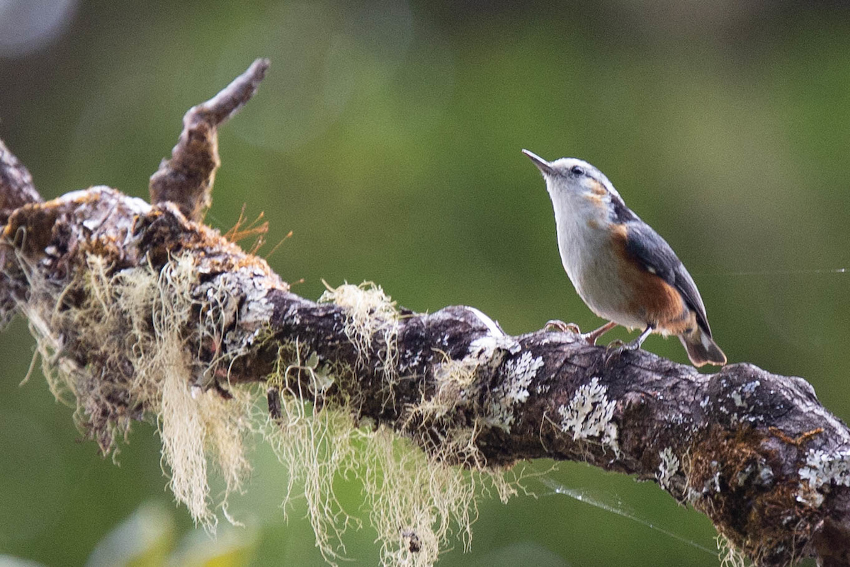 White-browed Nuthatch - ML121803821