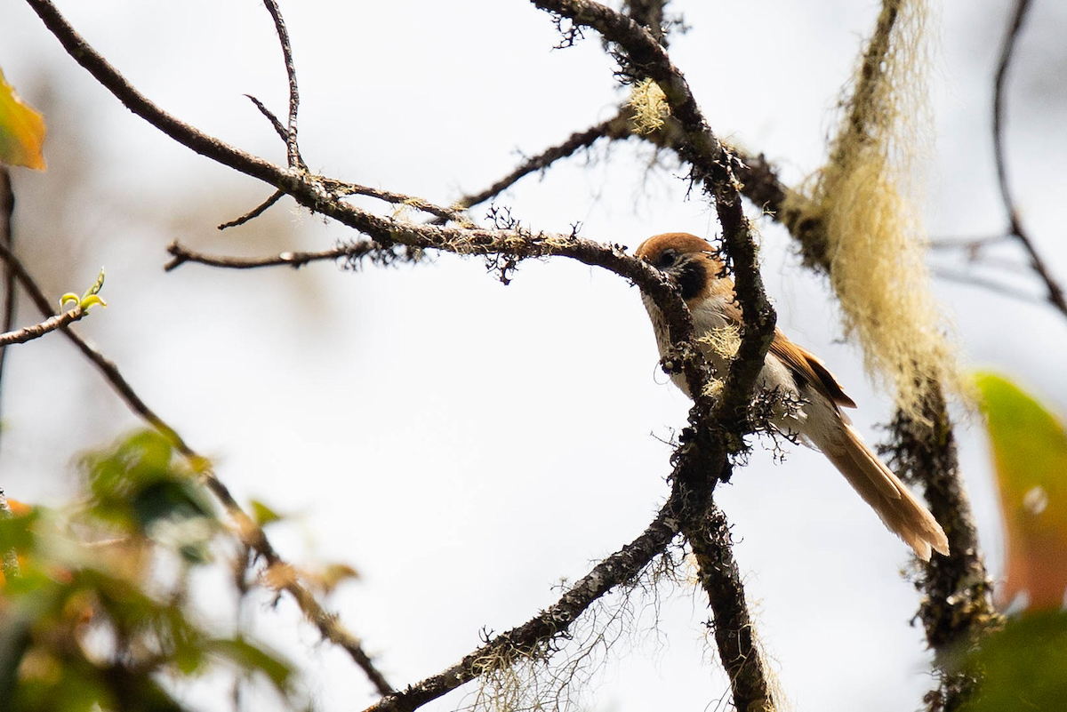 Spot-breasted Parrotbill - ML121803901