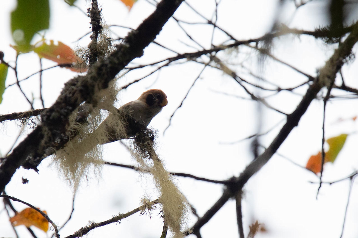 Spot-breasted Parrotbill - ML121803921