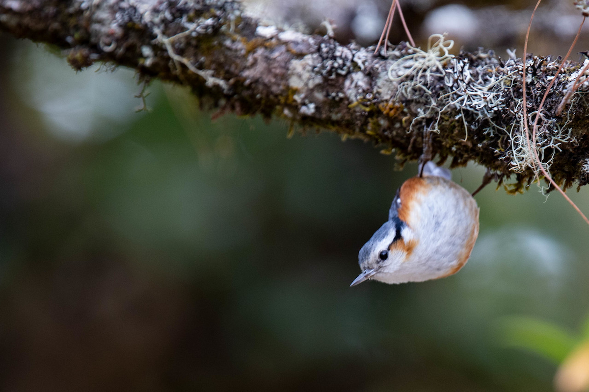 White-browed Nuthatch - ML121804031