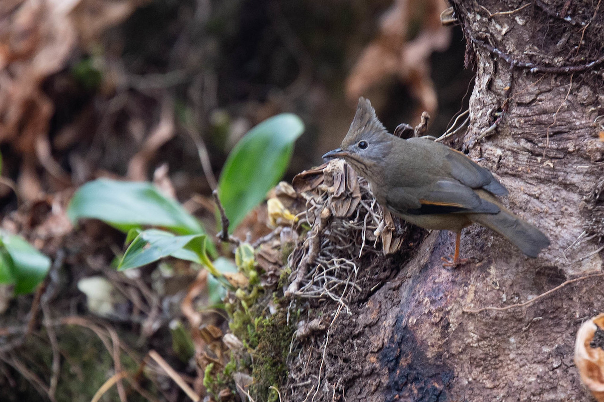 Stripe-throated Yuhina - ML121804161