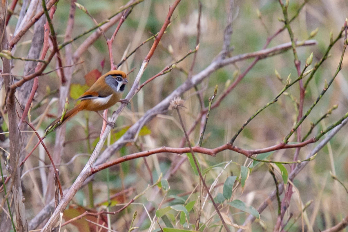 Black-throated Parrotbill (Buff-breasted) - Robert Tizard