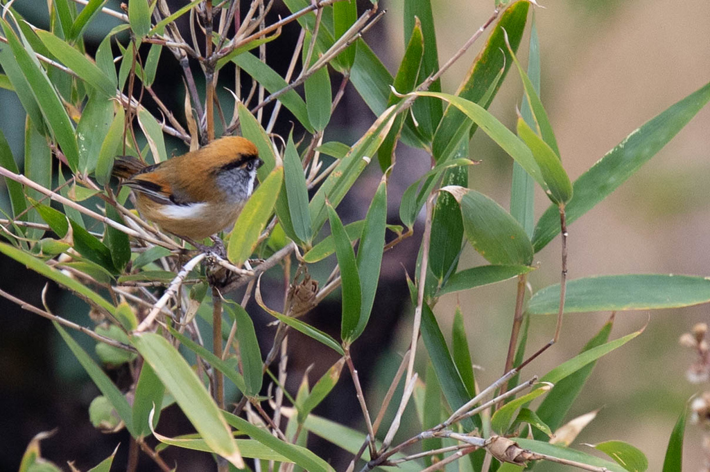 Black-throated Parrotbill (Buff-breasted) - Robert Tizard