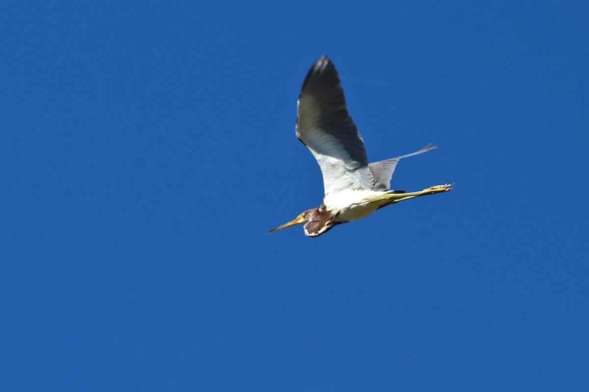 Tricolored Heron - ML121804611