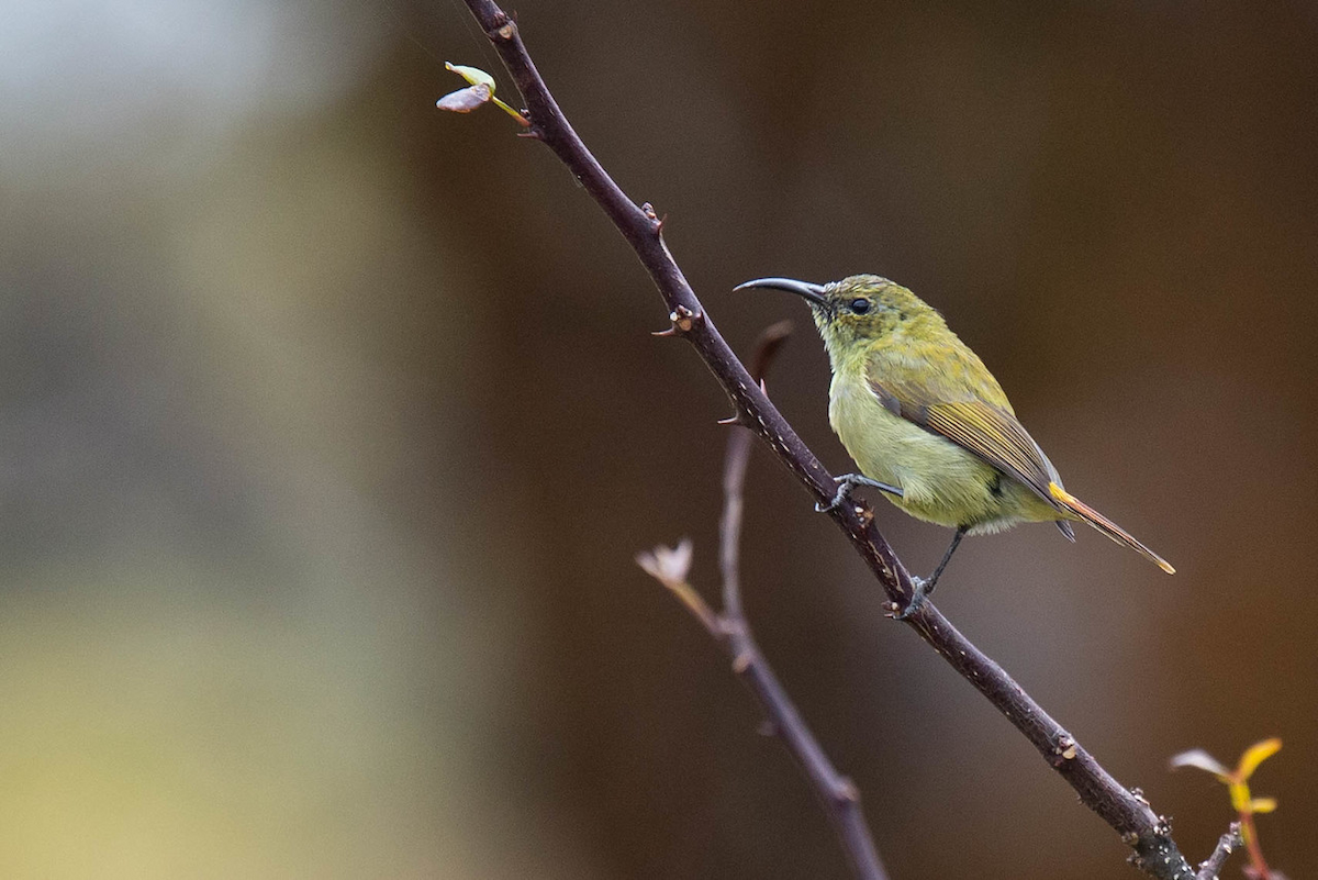 Feuerschwanz-Nektarvogel - ML121804621