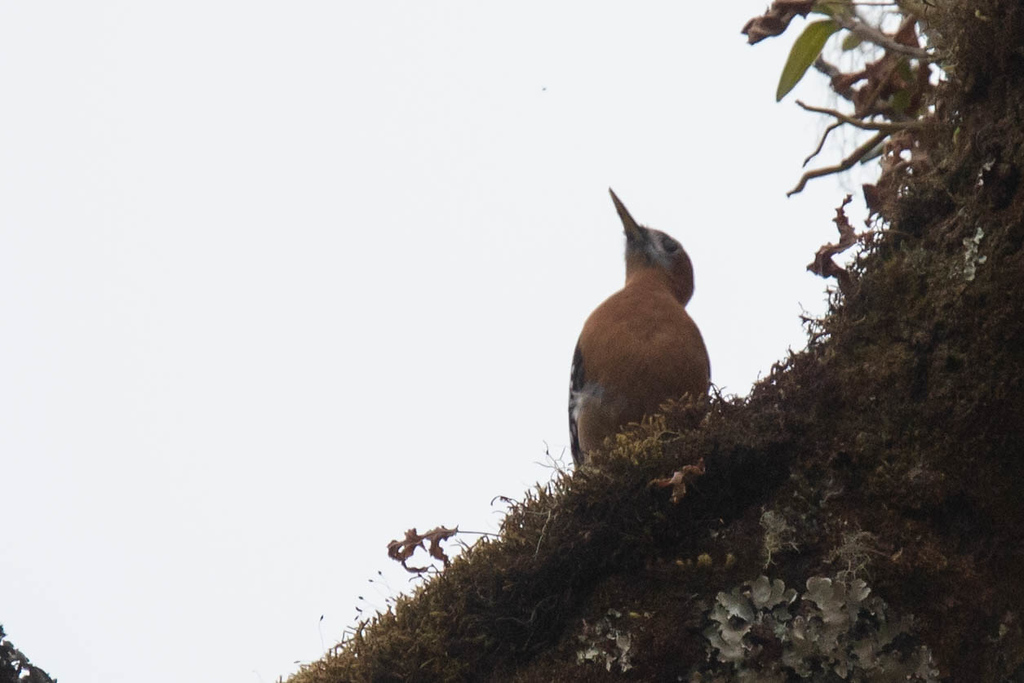 Rufous-bellied Woodpecker - ML121804731