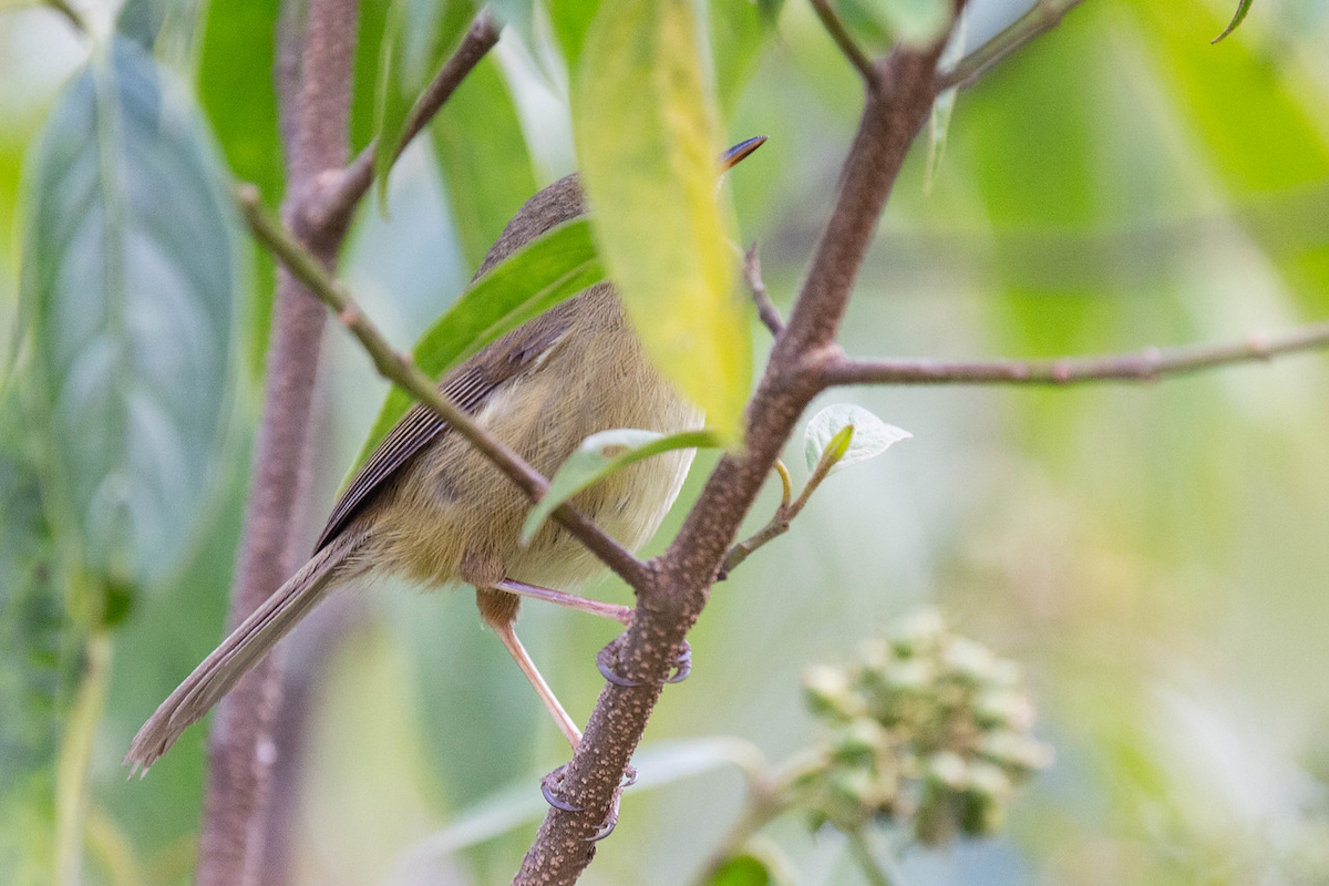 Aberrant Bush Warbler (Aberrant) - Robert Tizard