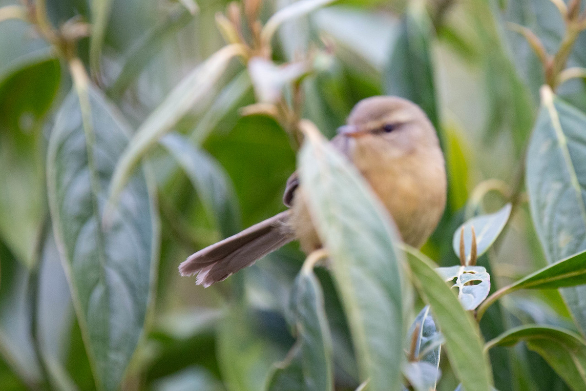 Aberrant Bush Warbler (Aberrant) - ML121805061