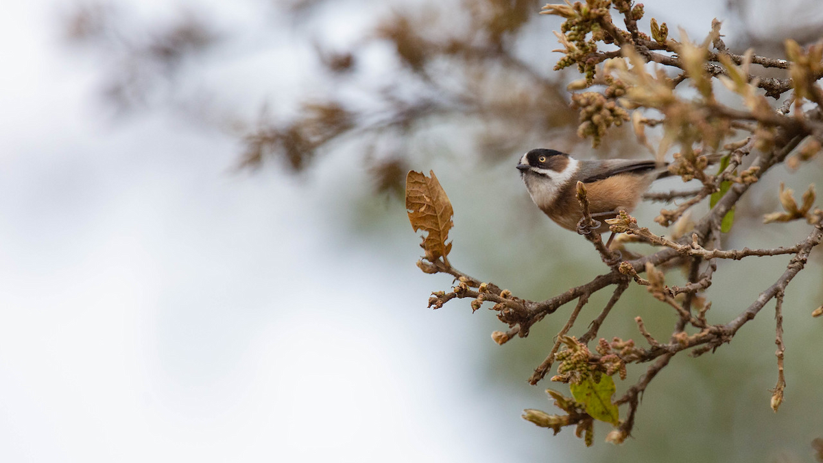 Black-browed Tit (Burmese) - ML121805121