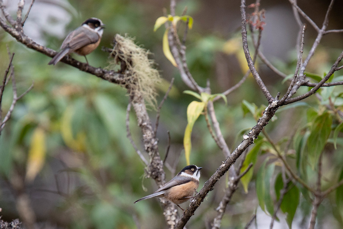 Black-browed Tit (Burmese) - Robert Tizard