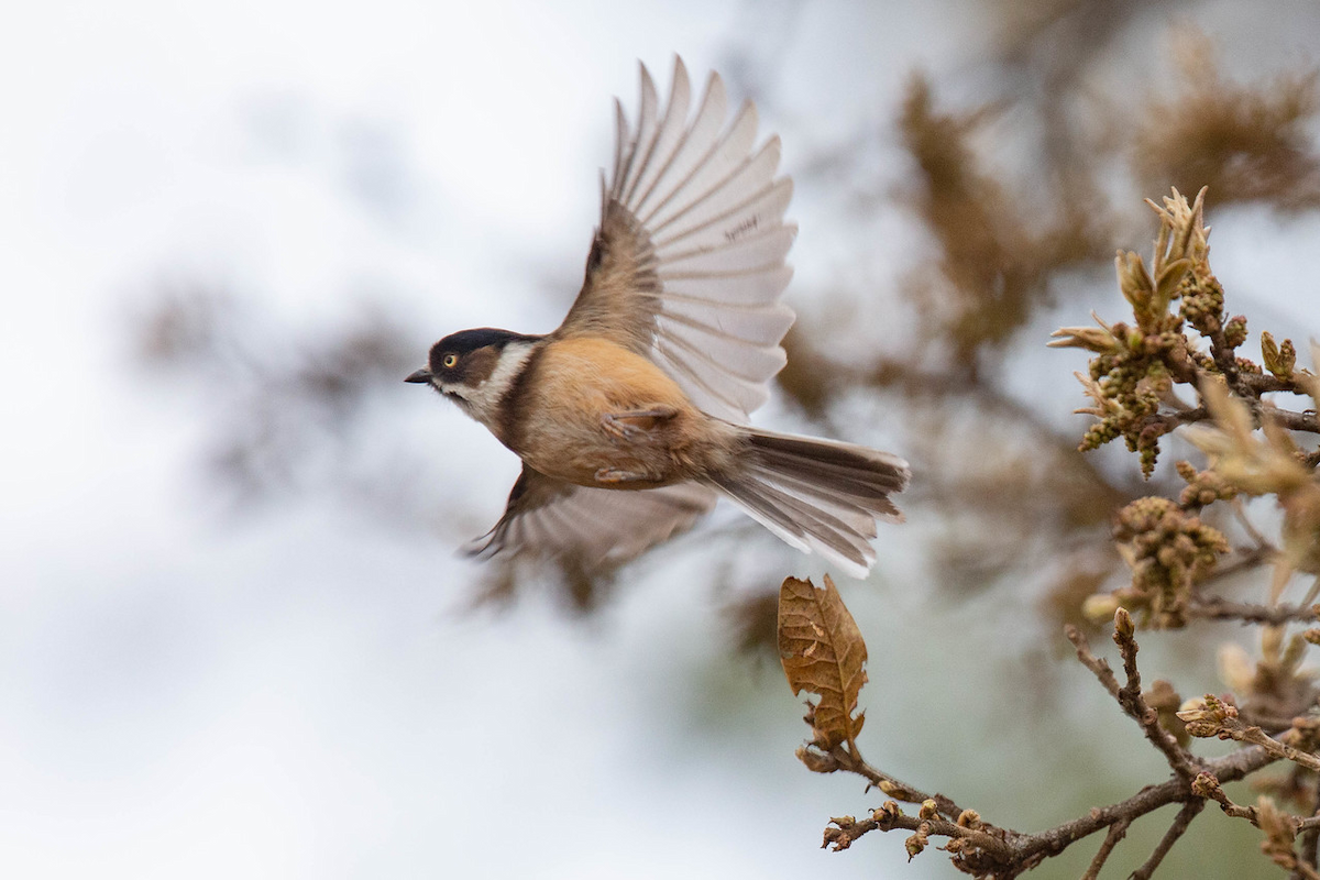 Black-browed Tit (Burmese) - ML121805141