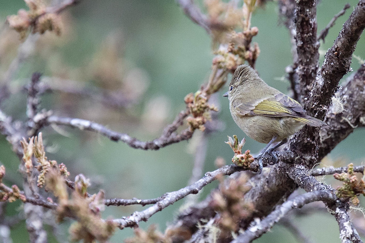 Yellow-browed Tit - ML121805191