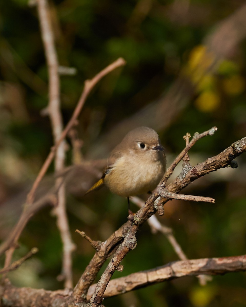 Ruby-crowned Kinglet - ML121805381