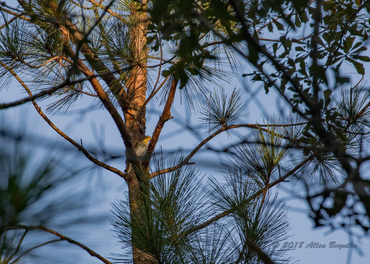 Swainson's Thrush - ML121805781