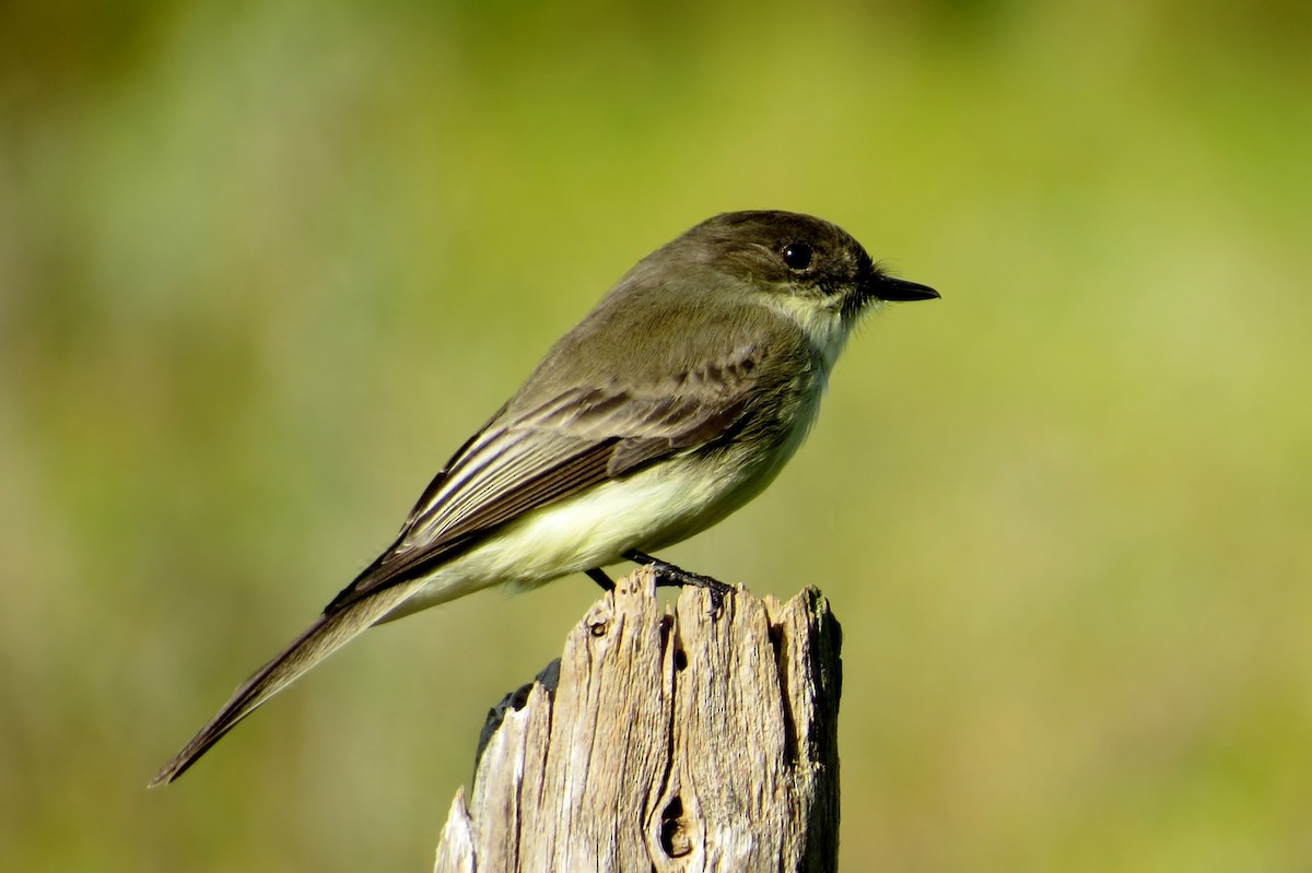 Eastern Phoebe - ML121805941