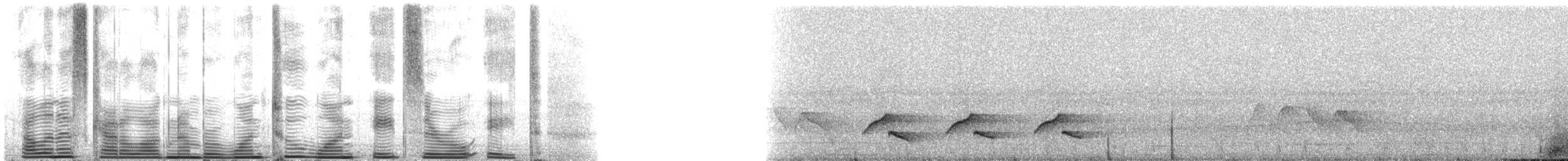 Lawrence's Thrush - ML121808