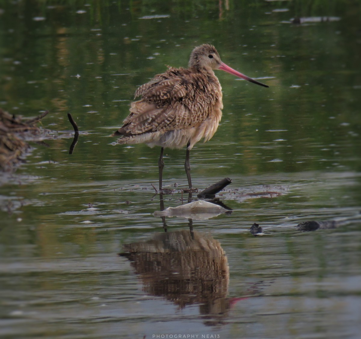 Marbled Godwit - Nea  Espinal