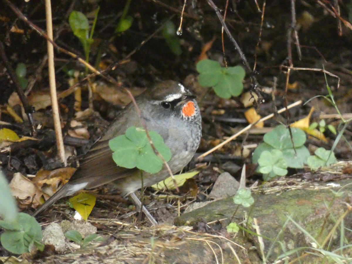 Himalayan Rubythroat - ML121810031