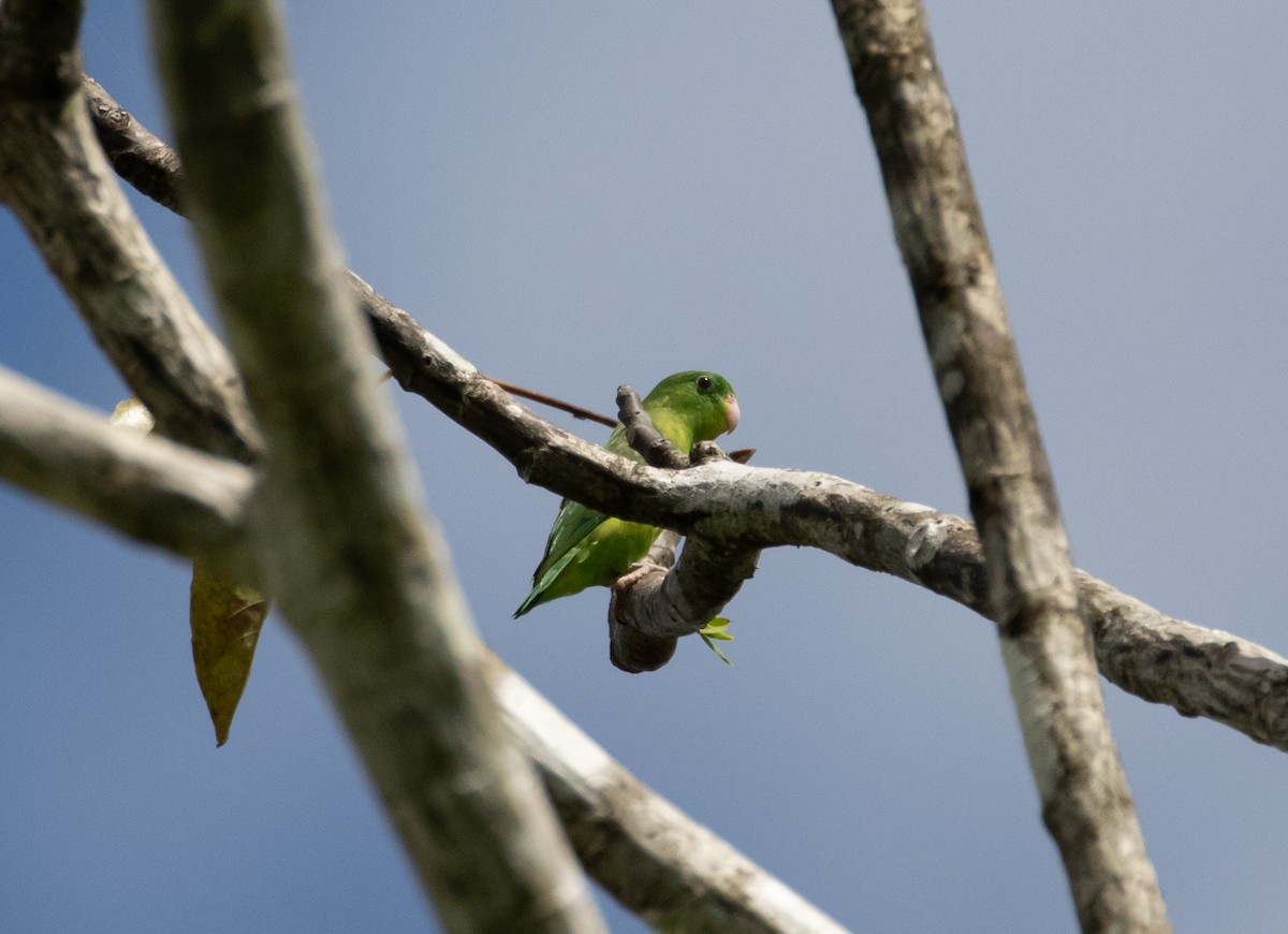 Riparian Parrotlet - ML121811181