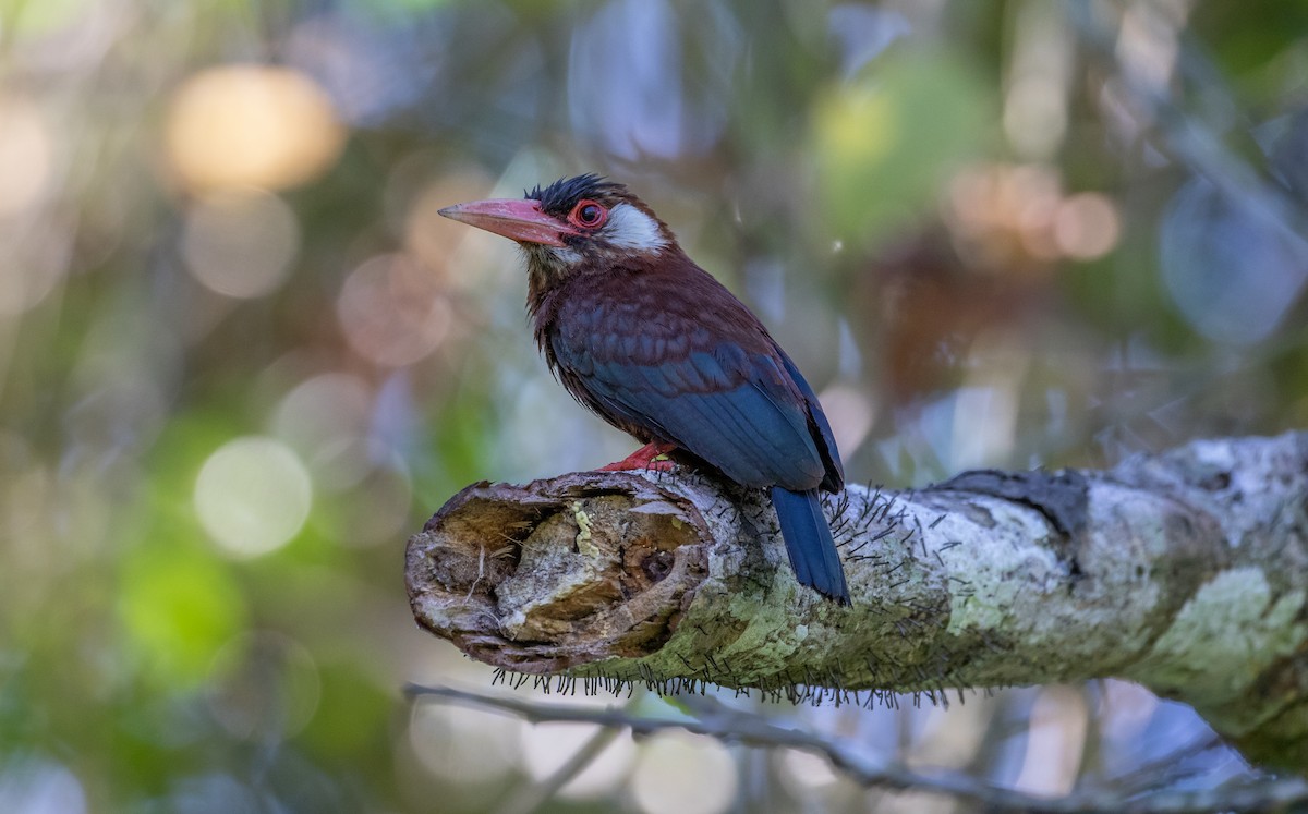 White-eared Jacamar - ML121811621