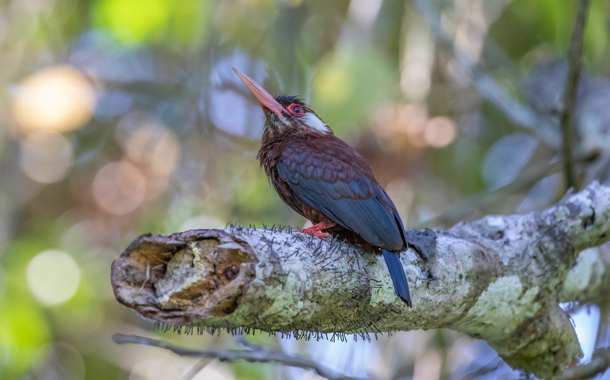 White-eared Jacamar - ML121811631