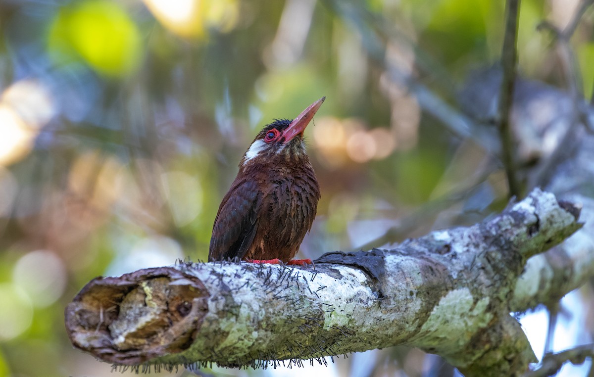 White-eared Jacamar - ML121811671