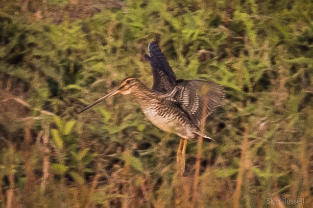 bekasina madagaskarská - ML121812171