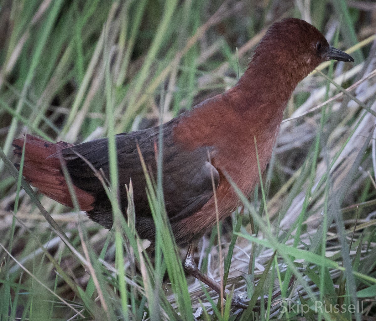 Slender-billed Flufftail - ML121813361