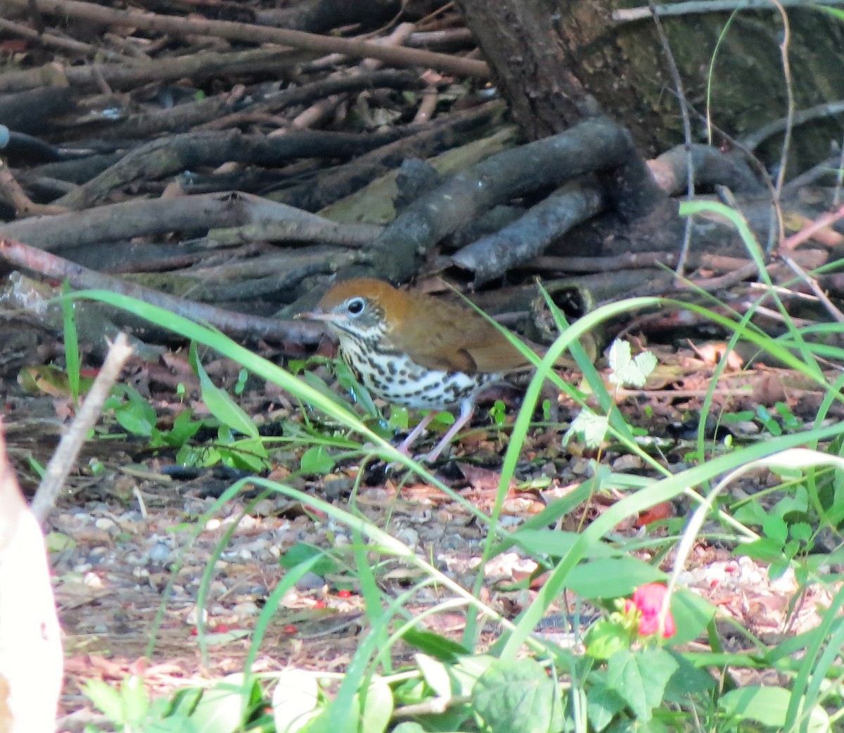 Wood Thrush - Anonymous