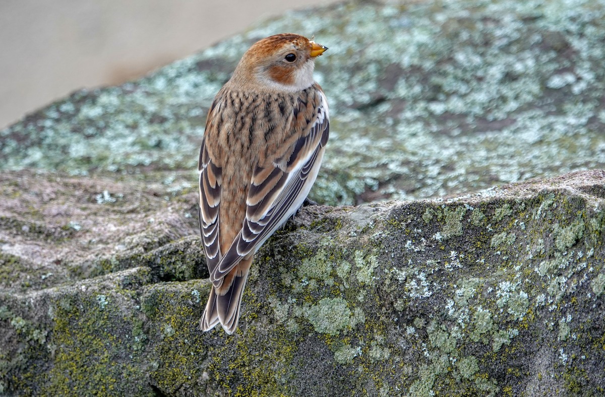 Snow Bunting - Gale VerHague