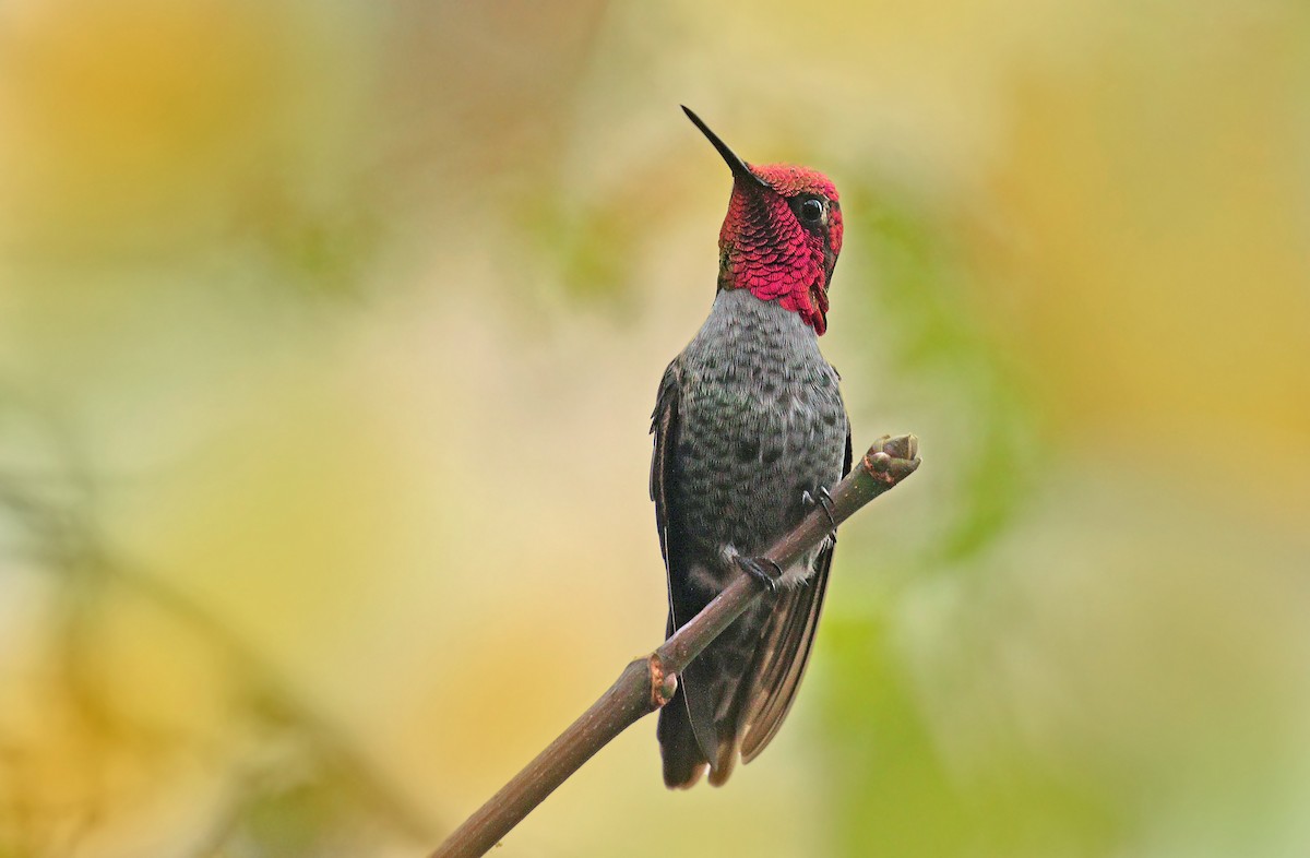 Anna's Hummingbird - ML121818611