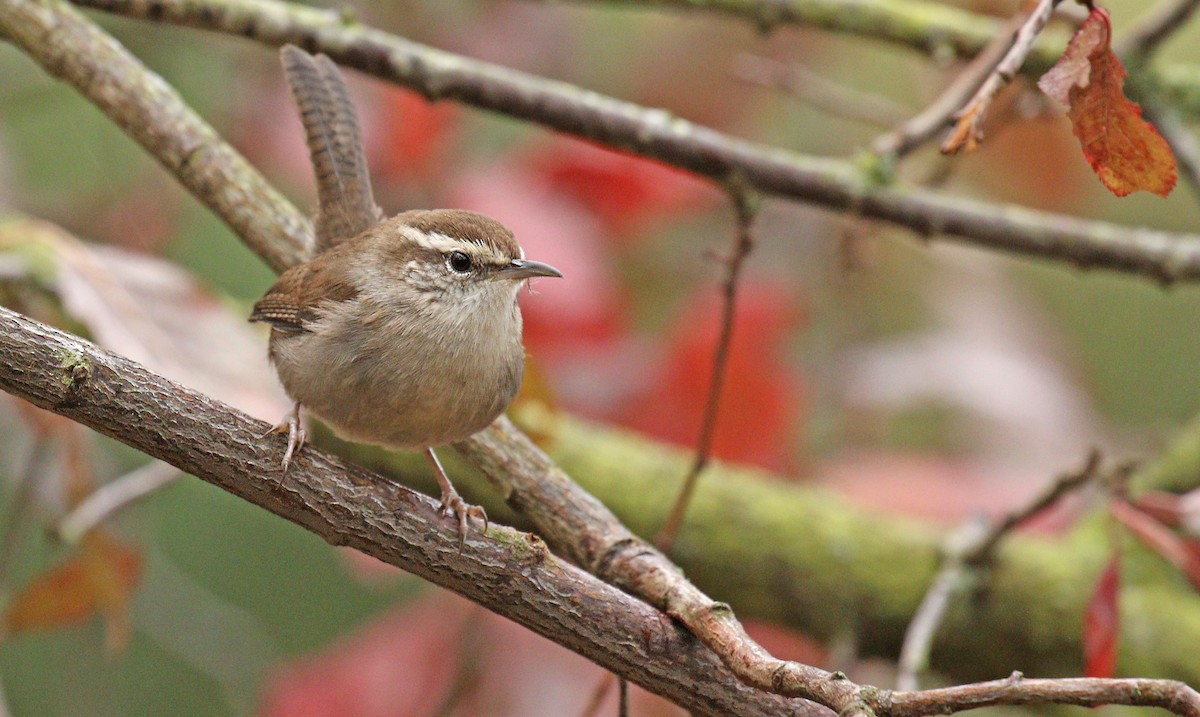 Bewick's Wren - ML121818761