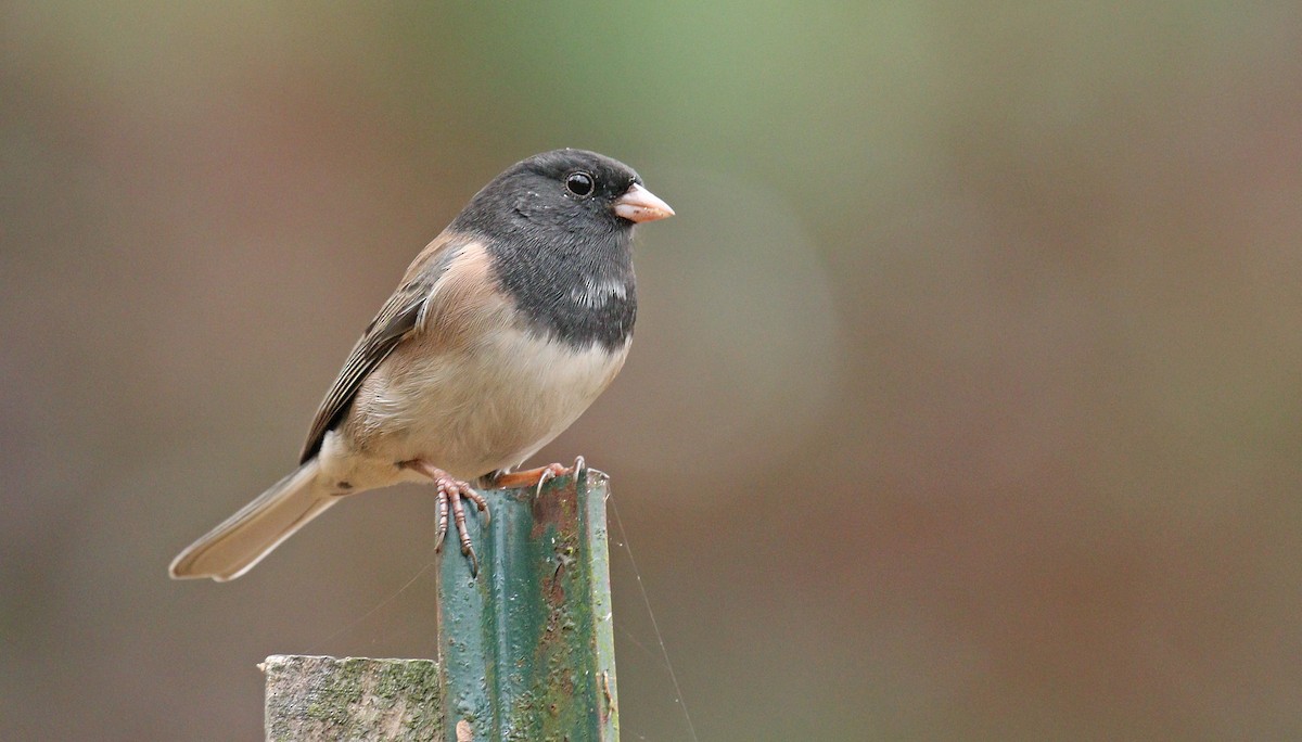 Junco ardoisé (groupe oreganus) - ML121818861