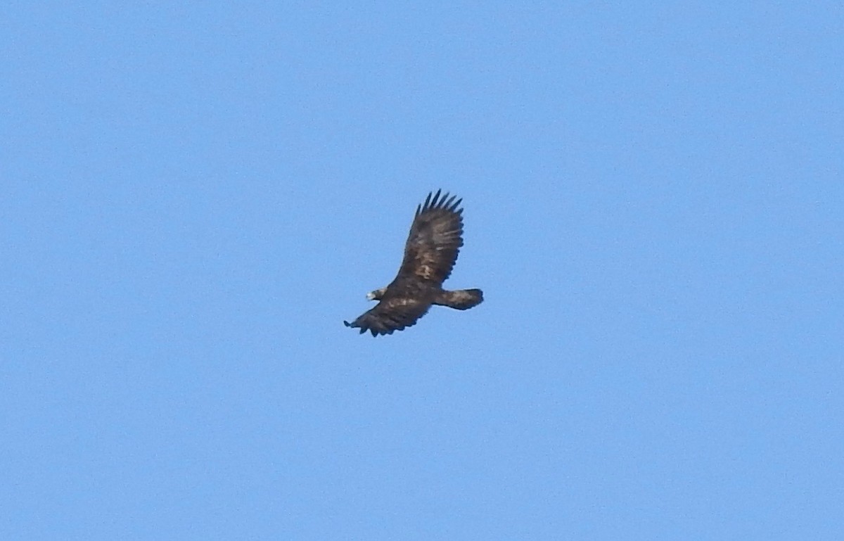 Golden Eagle - Janice Backstrom