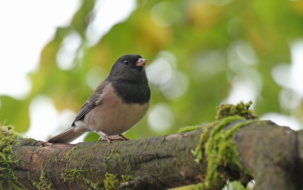 Junco ardoisé (groupe oreganus) - ML121818921