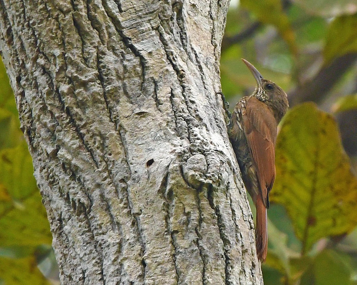 Dusky-capped Woodcreeper (Rondonia) - ML121820961