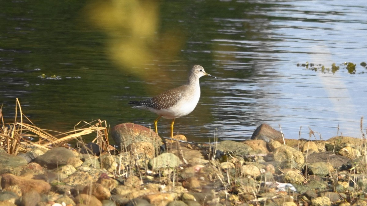 Lesser Yellowlegs - ML121821371