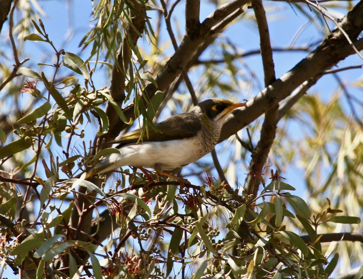 Yellow-throated Miner - ML121821671