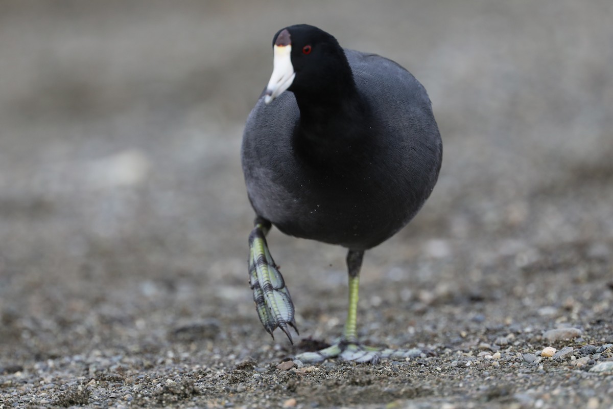 American Coot - Emily Savage