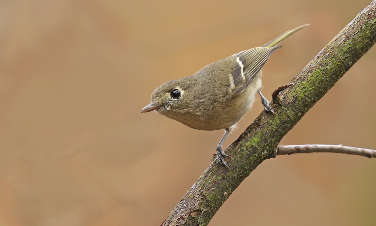 Hutton's Vireo - Ryan Schain