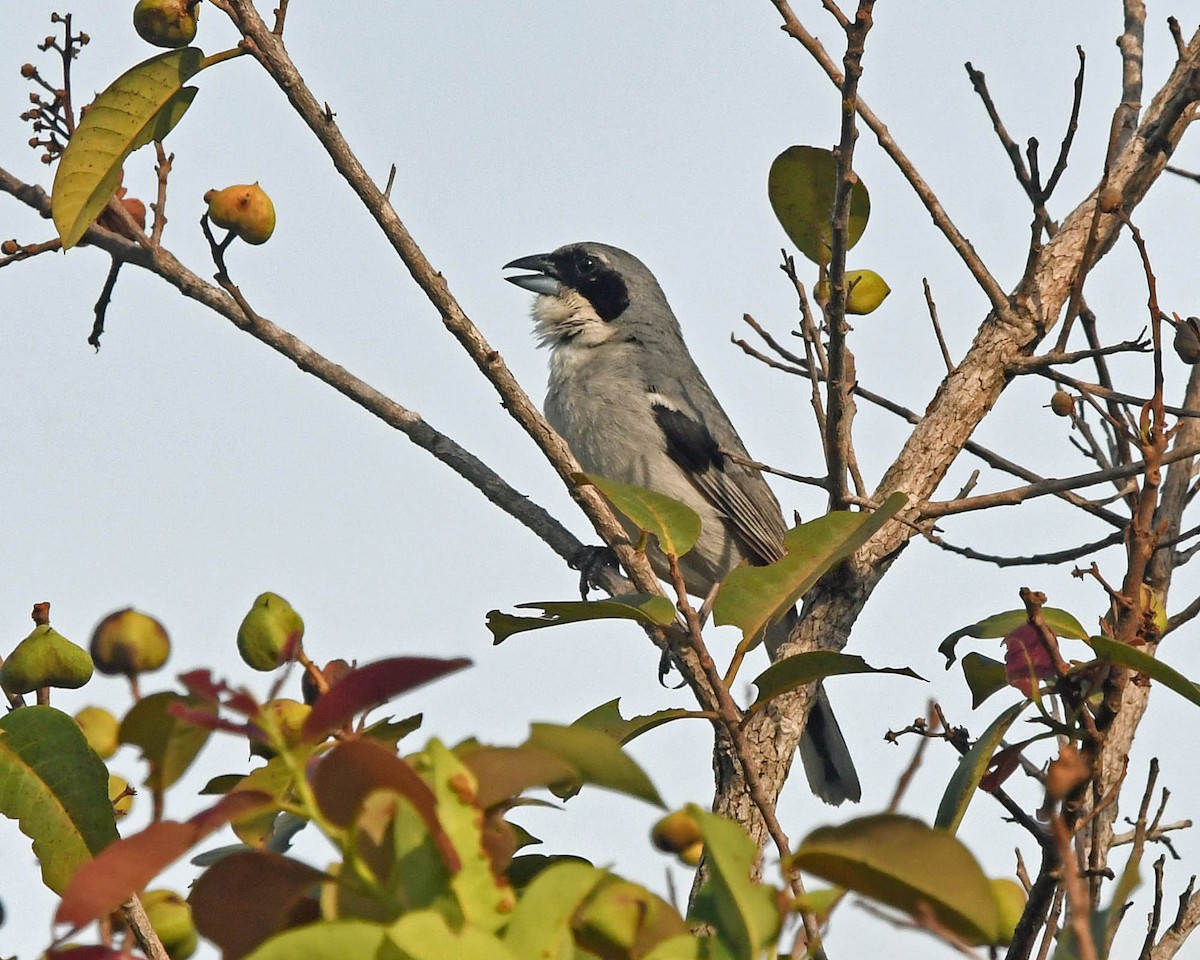 White-banded Tanager - Tini & Jacob Wijpkema