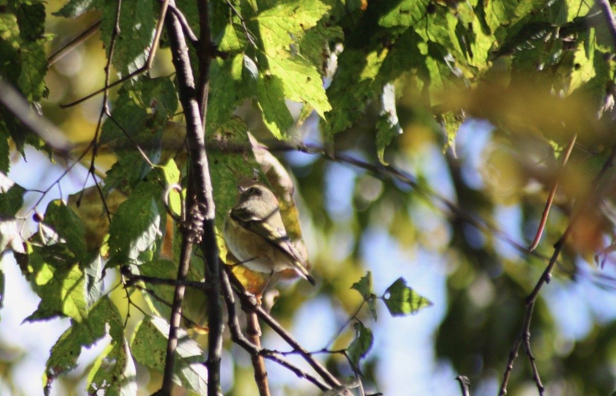Ruby-crowned Kinglet - ML121827491