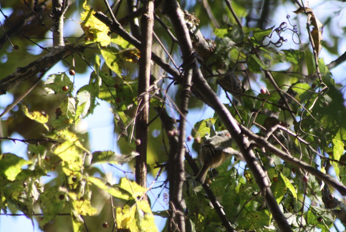 Ruby-crowned Kinglet - ML121827511
