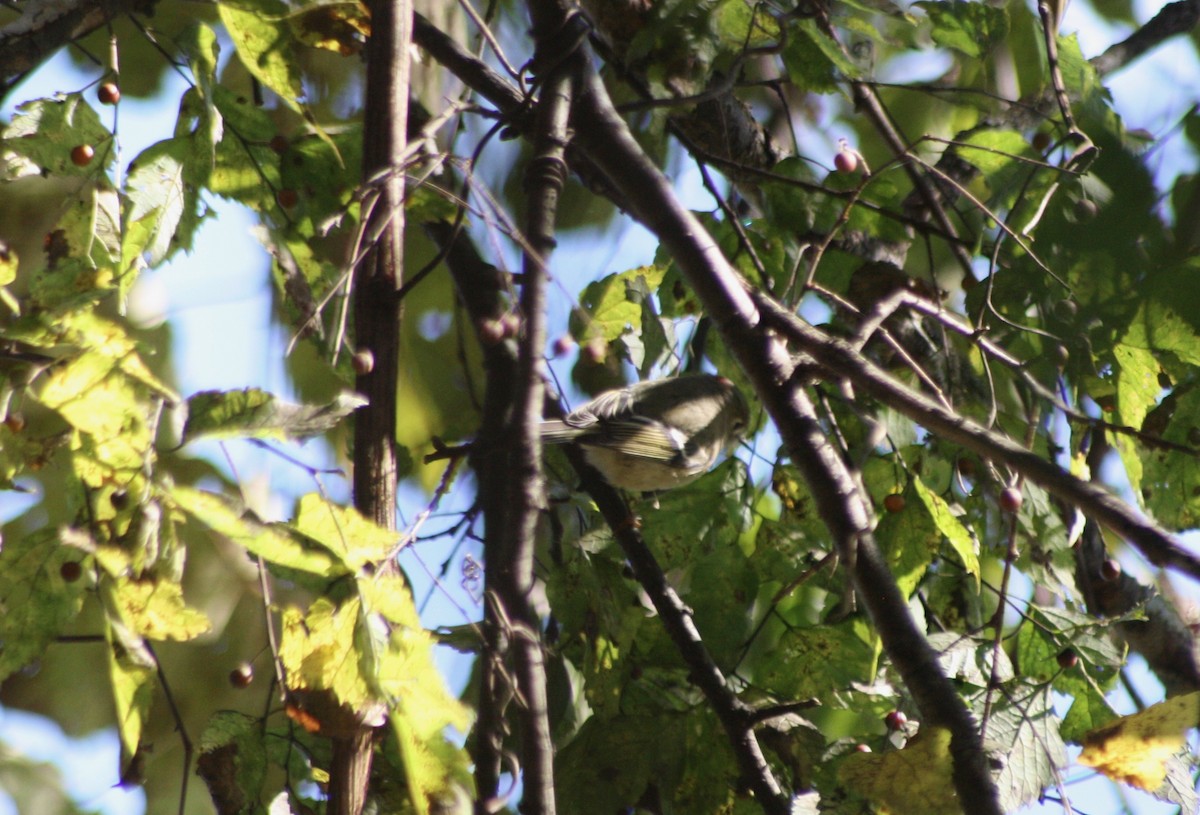 Ruby-crowned Kinglet - ML121827531