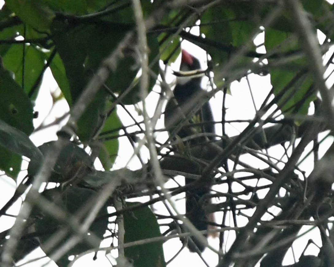 Slate-colored Grosbeak - ML121827771