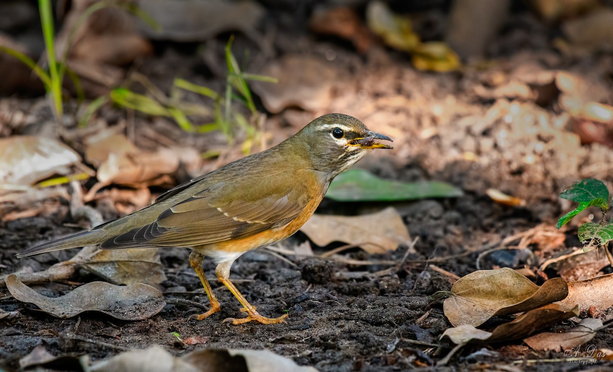 Eyebrowed Thrush - Abhishek Das