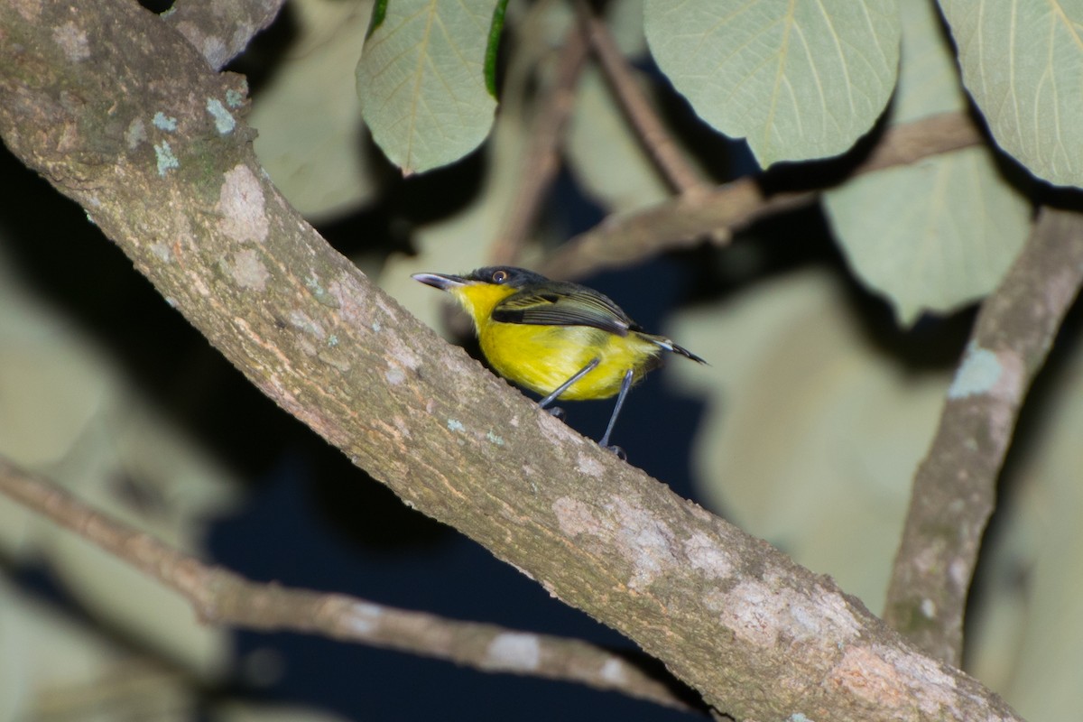 Common Tody-Flycatcher - ML121829511