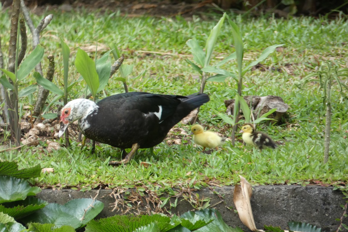 Muscovy Duck (Domestic type) - ML121831081